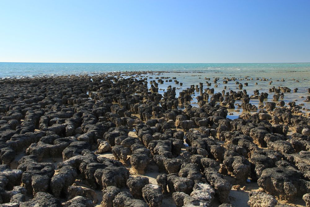Stromatolites in shallow turquoise water, Shark Bay, Australia